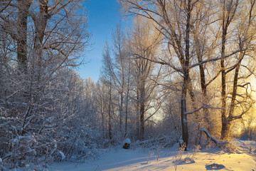 Fototapeta premium Frosty winter evening