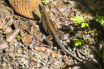 Small Reptile in Costa Rica