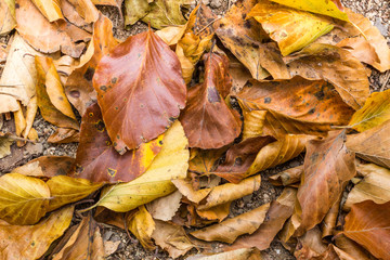 Dry fallen leaves