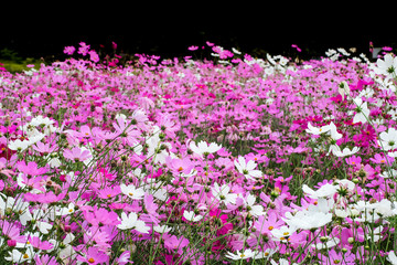 Beautiful Blossom pink and white cosmos flowers in a beautiful day