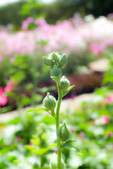 The treetop blooming flower green leaves on green background