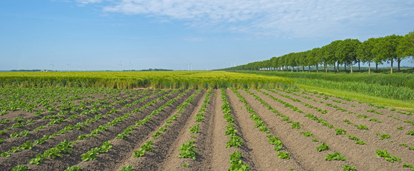 Furrows on a field in spring