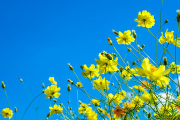 Beautiful Blossom yellow colorful daisies, cosmos  in grass field flowers in a beautiful day