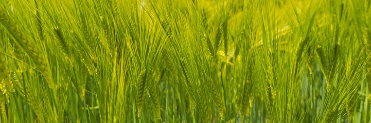 Fototapeta na wymiar Wheat growing on a sunny field in spring 