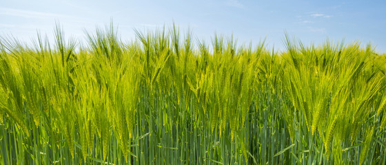 Obraz premium Wheat growing on a sunny field in spring 