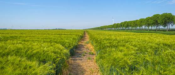 Wheat growing on a sunny field in spring   © Naj