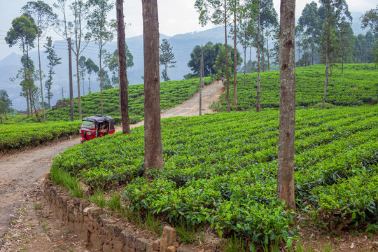 прогулка по чайным плантациям в Шри-Ланке