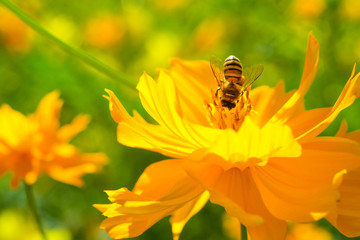 Bee collecting nectar from a bight orange flower in sunny spring day. soft focus photo