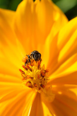 Bee collecting nectar from a bright orange flower in sunny spring day. soft focus photo