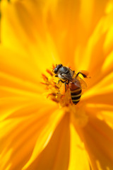 Bee collecting nectar from a bright orange flower in sunny spring day. soft focus photo