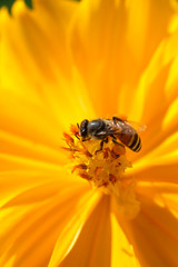 Bee collecting nectar from a bright orange flower in sunny spring day. soft focus photo