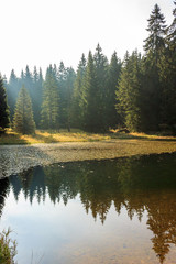 Tree reflection in a lake