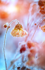 frozen chrysanthemums at sunset