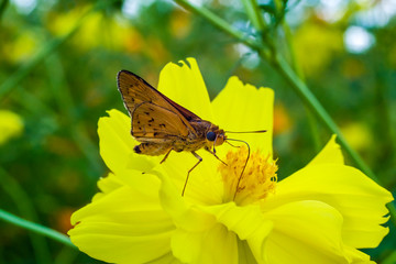 Butterfly and flower