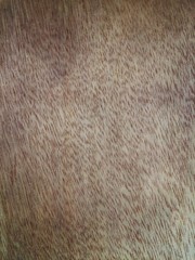 old dirty wooden board texture