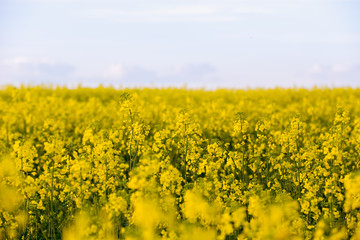 Blooming canola close up. Rape on the field in summer. Bright Yellow rapeseed oil. Flowering rapeseed.