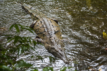 Alligator hunting in Corcovado, Costa Rica