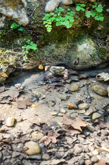 Brown crab in butterfly valley