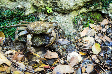 Closeup for brown crab in tropical forest