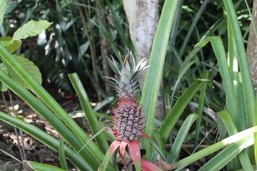 Pianta di ananas nella jungla