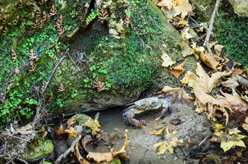 Brown crab under the stone