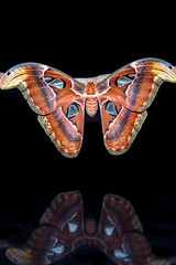 Naklejka premium Attacus atlas