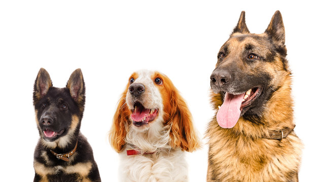 Portrait of three dogs