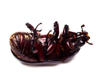 Horn beetle (Dynastinae) on white background.