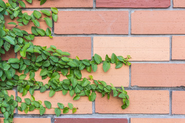 leaves on brick wall for wallpaper