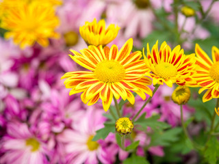close up of colorful Chrysanthemum flowers