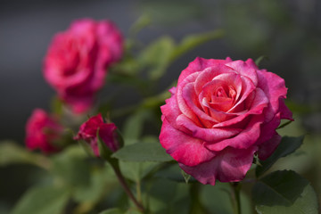 Lovely hot pink roses in the garden with white spots (Rosaceae). Beautiful bouquet of flowers with leaves on gray and green background.