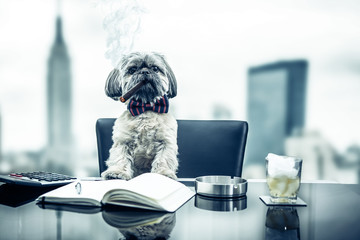 Business Dog Hund