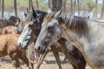 Group of horses in the herd. Closed in the corral.