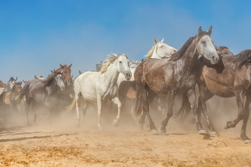A herd of horses in the dust and haze runs out of the corral.