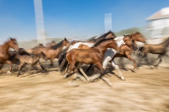Blurred image of a horse in motion. Herd runs.