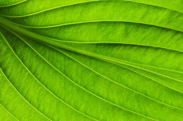  green leaf texture