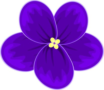 single  african violet  (saintpaulia)