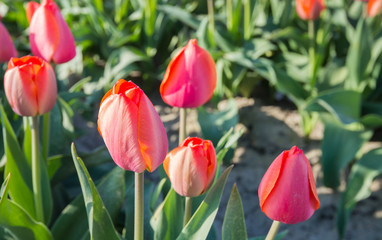 Orange blossoming tulips from close