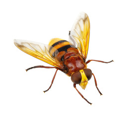Horsefly