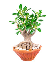 desert rose flowers and leaves