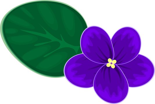 african violets (saintpaulia)