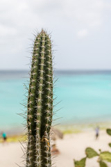 Single Cactus with Beach in Background