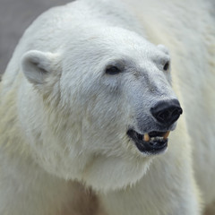 The head of a polar bear female. Side face portrait of a beautiful beast with open chaps. The most dangerous animal of the Arctic region. Wild beauty of severe raptor.