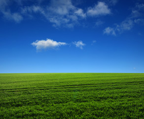 Naklejka premium green field