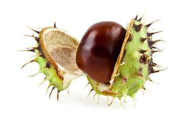 chestnut