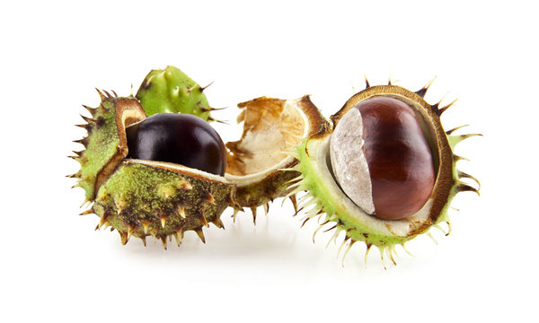 chestnuts