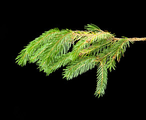 branch of fir-tree