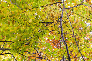 A colorful mountain scene on an autumn