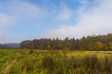 Fototapeta premium Wiese im Herbst mit Nebel