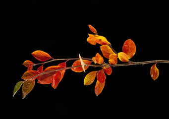 branch with autumn leaves